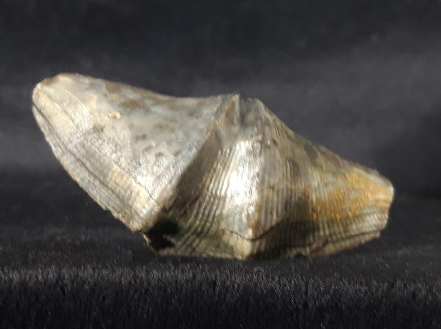 Cyrtospirifer verneuili (MURCHISON 1840) - Bild © FossNet FossilienStore